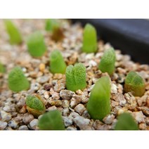 코노피튬 데비움 스트리퍼룸 다육키우기 화분 베란다 인테리어 하트 반려식물, 1개