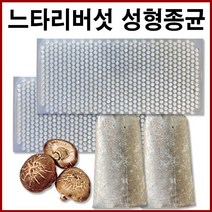 [친환경마켓] 느타리버섯종균(캡슐 606구) - 참나무 원목 접종용 성형버섯 표고 버섯 성형 종균, 1개, 100g(내외)