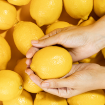 제주레몬 제라몬 생레몬 못난이레몬, 제주레몬 3kg