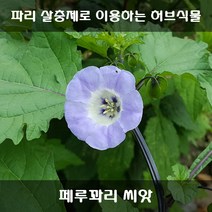 [해피플라워] 천연 살충제 만들기 페루꽈리 씨앗 0.5g(약 600립) / 봄 파종 꽃씨