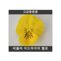 식용꽃 씨앗] 비올라 어드마이어 옐로 (제비꽃) 10립, 1개