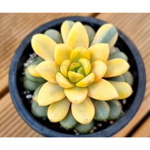 홍포도금 다육