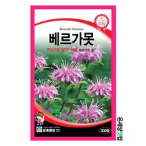 베르가못 300립 / 씨앗 종자 꽃씨 화단 꽃밭 정원
