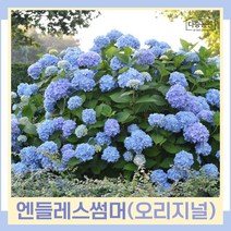 수국나무 묘목 정원수국 엔들레스썸머 오리지널 6치포트 1개