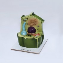 (JLS) 식물세포의 구조모형 (320x270x370mm) 초등 6학년 교과물품