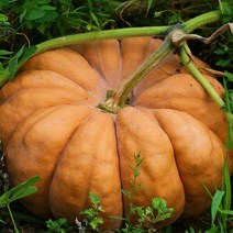 국내산 달콤한 늙은호박 3kg ~ 7kg이상 호박전 호박죽 호박식혜 건강식 간식용, 1개, 4~6kg