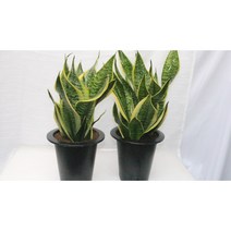 [골든플랜트] 농장직영 산세슈퍼바중대품 슈퍼바 산세베리아 공기정화식물 키우기쉬운식물