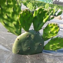황금곳간 손바닥 선인장 천년초 모종, 30장, 혼합색상