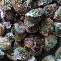 완도 대전복 10-11미 1kg, 단품