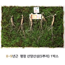 평창 산양산삼 8년 9년근 산양삼 산삼 야생삼 장뇌삼 뿌리삼 인삼 산삼먹는방법 효능 5뿌리 산삼어람, 1세트