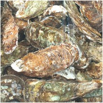 산지직송 섬진강 강굴 벚굴 5Kg, 1개