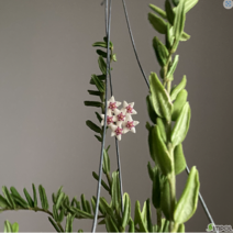 호야 엥글레리아나 희귀호야 행잉플랜트 키우기쉬운식물