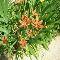 애기범부채 포트 5주 D902