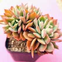 러우철화 물들면 예쁜 다육식물 소품랜덤발송0425, 단품