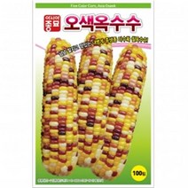 (옥수수종자씨앗) 오색옥수수(2000립)