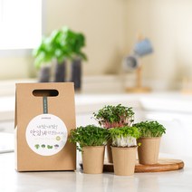 [재배의 정석] 파쯔파쯔 새싹채소 4종 키우기 초록 키트 배추싹 무순 청경채싹 들깻잎 키우기