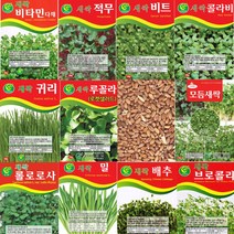 살아있는 새싹씨앗 모음 새싹 종자 년중 재배 모듬 귀리 비트 루꼴라 밀 보리 무순 브로콜리 케일 청경채 롤로로사 씨 키우기, P-새싹무순 x 1개, 1개