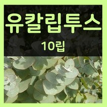 유칼립투스씨 10립 유칼립투스 씨앗 허브 씨 종자 키우기