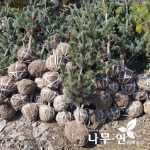 [나무인] 섬잣나무 (오엽송) 키1.2m, 1개