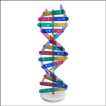 DNA 입체 모형 만들기(1인용)-ZHB