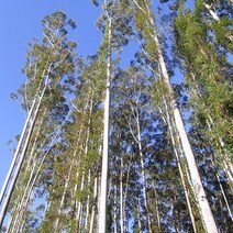 유칼립투스씨앗 (로즈검 그란디스 Eucalyptus Rose Gum 일반종) 20립