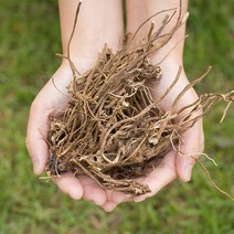 국산 엉겅퀴뿌리(대계근) 400g /건조 말린 약초 약재 국내산 차 한방, 12ZS_국산엉겅퀴뿌리(대계근) 200gX2