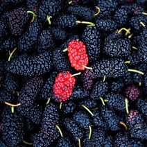 [베리세상]고창 냉동 토종오디 5kg벌크, 없음