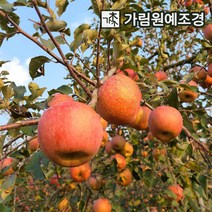 사과나무 유실수 정원수 가림원예조경, 부사후지(미얀마) R3cm내외 결실주