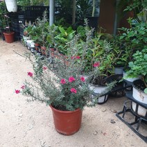 호주매화(최상급)