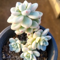 희귀하고 예쁜 다육 6종 모아보기, 2번-라울금