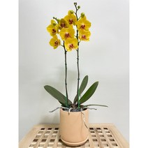 퀵 배송 축하난배달 잠실개업화분 교대승진난 서울서초개업화분 양재축하화분 문정개업화분 강남축하화분 송파축하화분 장지승진축하난 잠실퀵배송 수서꽃배달 성남개업화분사당난배달서울승진축하난, 3.노랑