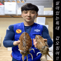 특대 활/냉동 갑오징어 2kg~3kg, (급냉)갑오징어(2-3미씨알) 2kg
