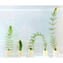 붕어마름1촉포트수초 모스 초보음성수초키우기, 붕어마름 화촉 3-5cm