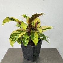 칼라데아 옐로우 퓨전골드 칼라데아 소품 15-30cm 89, 1개