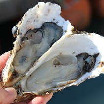 통영 입망 석화 10kg /살을 더키워 통통해요