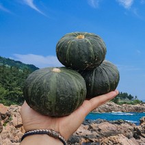 미소진 해남 미니단호박 보우짱 밤호박 1kg 2kg 4kg