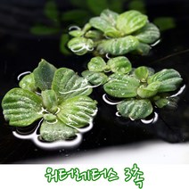 워터 레터스 3촉 (물배추 부상성 수초)