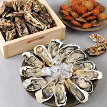 KG Fresh 통영 고성 산지직송 홍가리비 생굴 석화 하프셀 조개구이 조개찜 캠핑, 05. 하프셀 2단 60미 내외