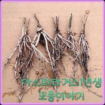 모종이야기 그린 아스파라거스 모종 / 1년생 뿌리모종 개당600원, 100개