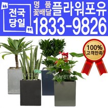 관엽식물 공기정화식물 대전 대구 울산 개업화분 화분배달, (선택E2)화이트수국+리본