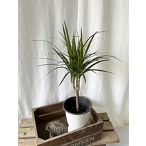 30~40cm 89 플랜테리어 블랙마지나타 중품, 1개