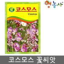 코스모스씨앗 꽃씨 꽃씨앗 코스모스꽃씨앗 정원 도로, 코스모스