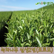 착한가격나무생각 녹차나무 실생2년(포트묘)5주묶음, 1개