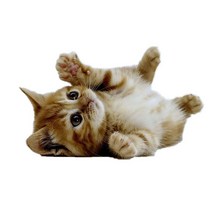 차량용 냉장고 미니 냉온장고 캠핑용 온장고 3Ratels CM29 사랑스러운 고양이 페르시아 Birman Bombay 영국, 04 CM29-4_02 20cm(7.87 inch)