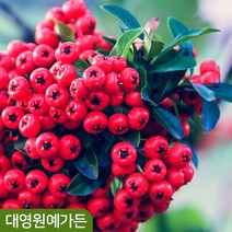 피라칸타 피라칸사스 울타리 꽃나무 인테리어, 01. H0.8포트