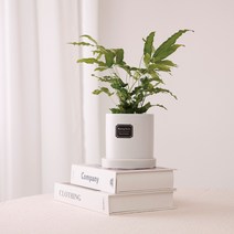 아침향기 실내공기정화식물 무광 원형화분 [화이트], 1개, (무광원형/화이트)푸테리스