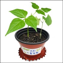 [RAΞ] 자람 씨앗이 싹트는 조건과 강낭콩의 한살이(4개세트) 관찰완구 키우기 재배 학습 교육 초등교구 과학 ▷_8θ270eA, θ본상품w