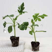 내가 키우는 망고수박모종 흑피애플수박모종 5주-40주, 흑피애플수박모종 5주
