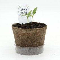 집에서 고추씨 고추씨앗 고추종자 고추키우기 식물키트