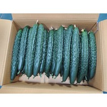 오이 가시오이 청오이 취청오이 2kg 5kg 10kg, 가시오이 상 2kg